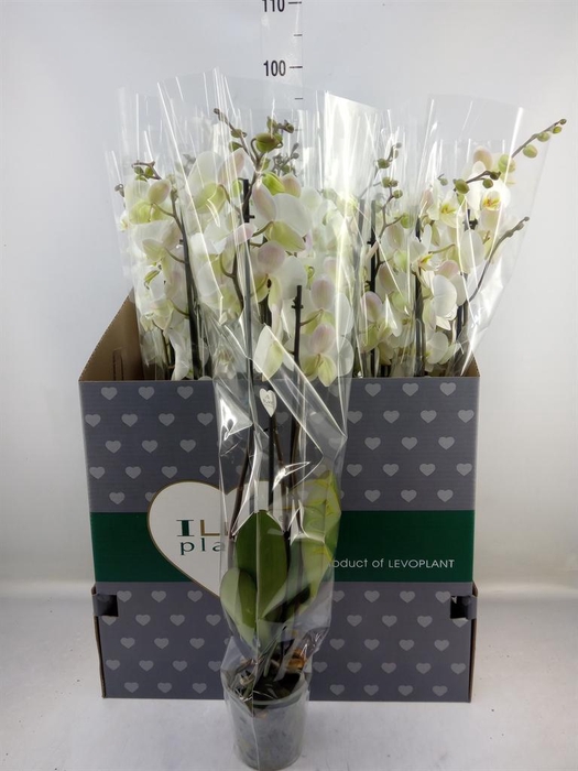 <h4>Phalaenopsis   ...white</h4>