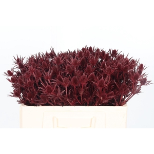 Eryn Orion Kl Bh Bordeaux