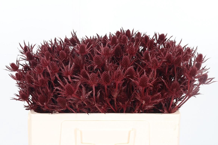 <h4>Eryn Orion Kl Bh Bordeaux</h4>