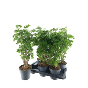 POLY ROBLE
