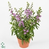 ANG SE LAVENDER