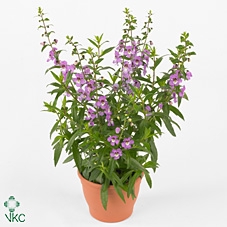 ANG SE LAVENDER