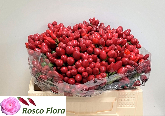 <h4>CAP RED CANDY</h4>