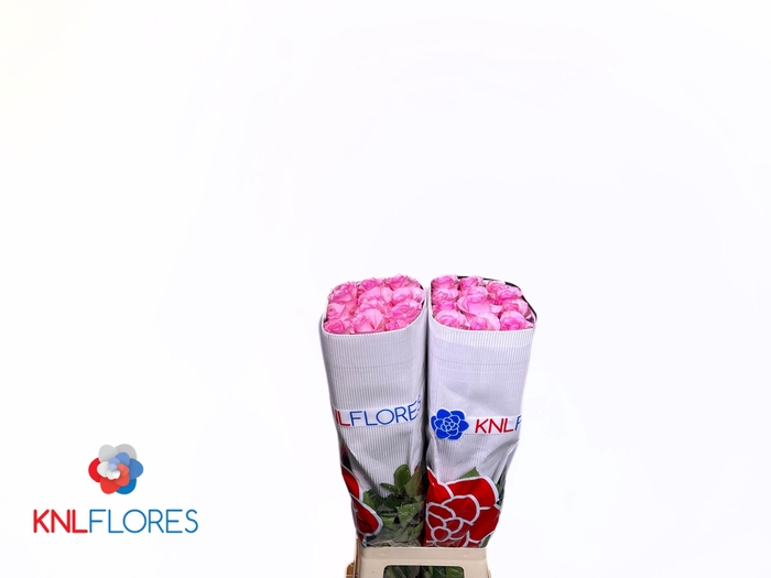 <h4>R GR JET SET</h4>