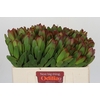 Leucadendron Goldstrike