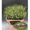 Saponaria White