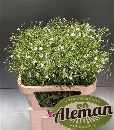 Saponaria White