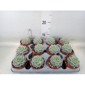 Echeveria   ...