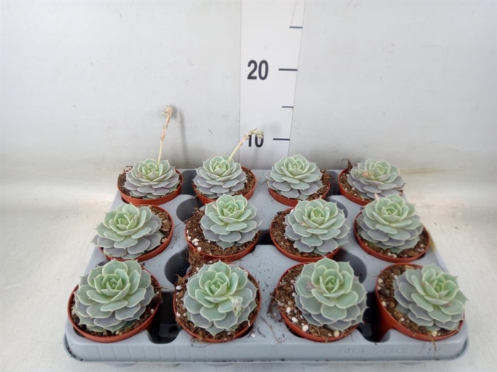 <h4>Echeveria   ...</h4>