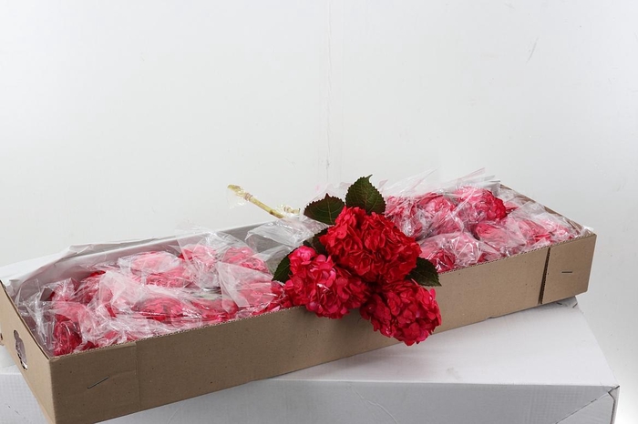 <h4>Hydr Wild Berry Box</h4>