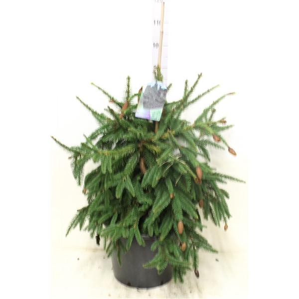 <h4>Picea abies 'Acrocona' P35 potgedrukt</h4>