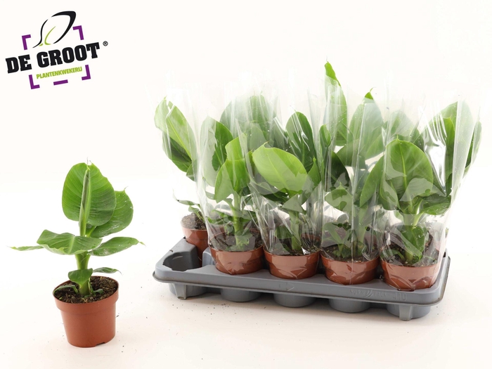 <h4>Musa 'Tropicana'</h4>