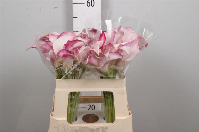 <h4>Zant Call Mario</h4>