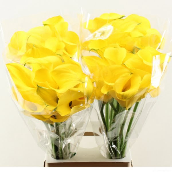 <h4>Calla Gold Medal Double</h4>