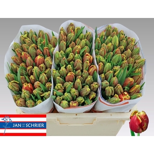 TU PA DEE JAY PARROT