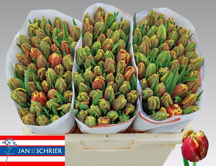 <h4>TU PA DEE JAY PARROT</h4>