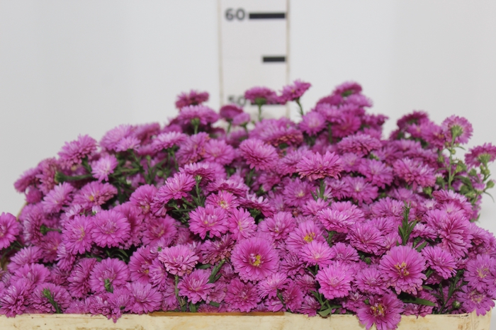 <h4>ASTER MARIANA 050 CM PINK</h4>