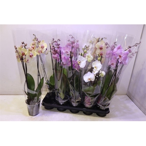 arr8 Phal Gem