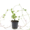 Vinca major