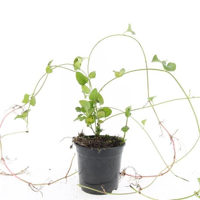 Vinca major