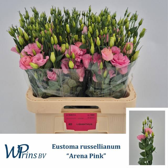 <h4>EUS G ARENA PINK</h4>