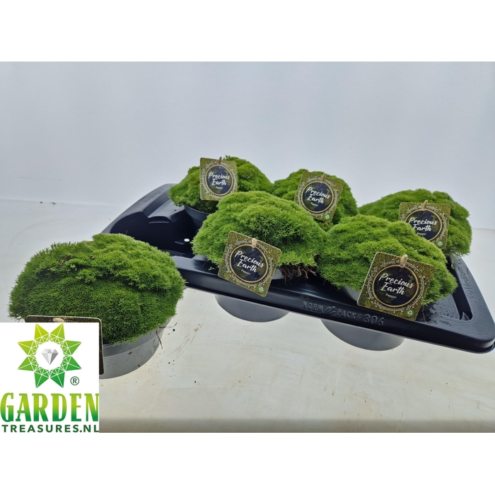 <h4>VASTE PLANTEN OV</h4>
