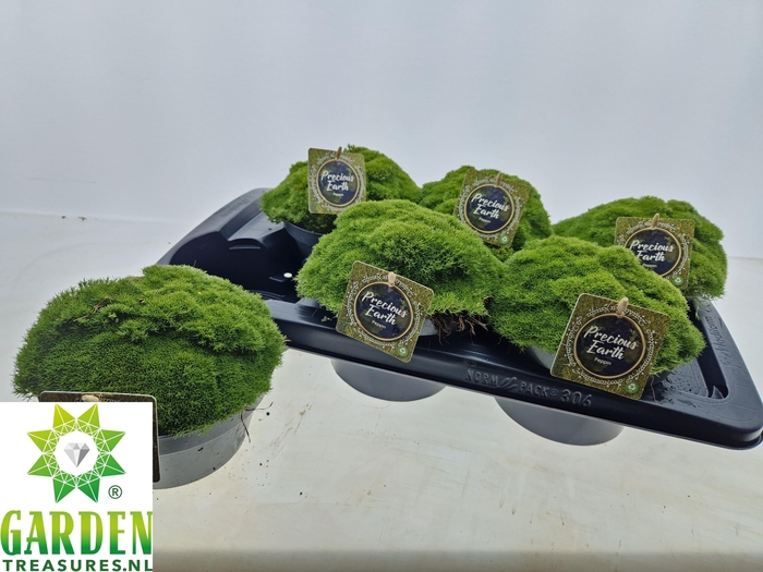 VASTE PLANTEN OV