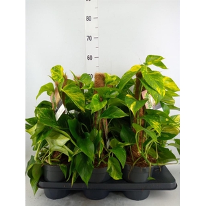 Epipremnum pinn.   ...moss stick