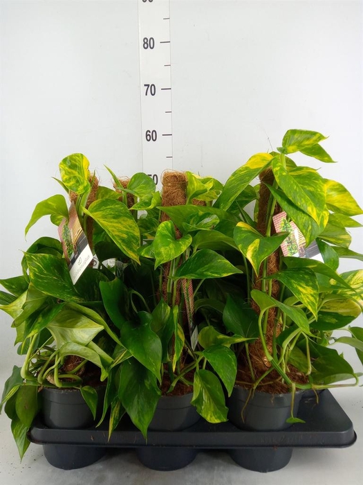 <h4>Epipremnum pinn.   ...moss stick</h4>