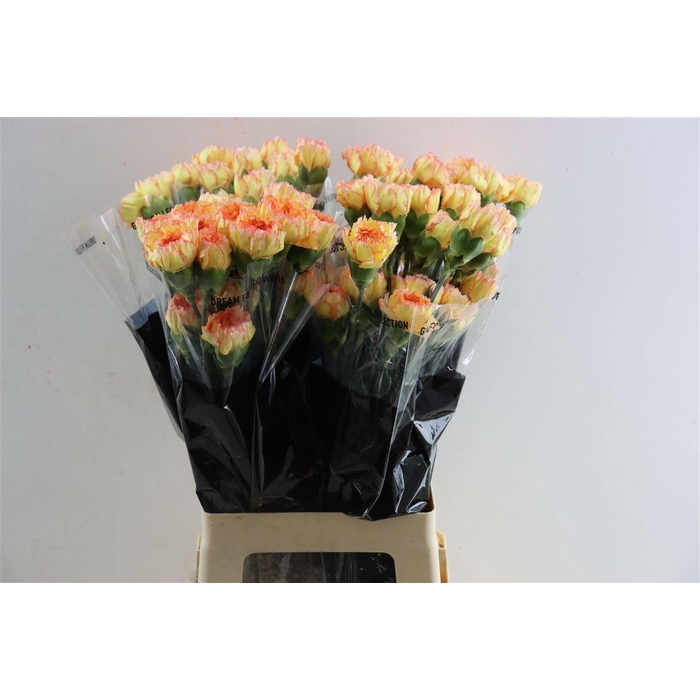 <h4>Di St Boiro</h4>