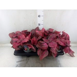 Iresine herbstii 'Rich Redstar'