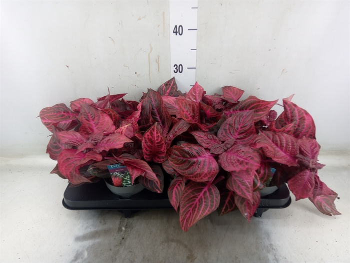<h4>Iresine herbstii 'Rich Redstar'</h4>