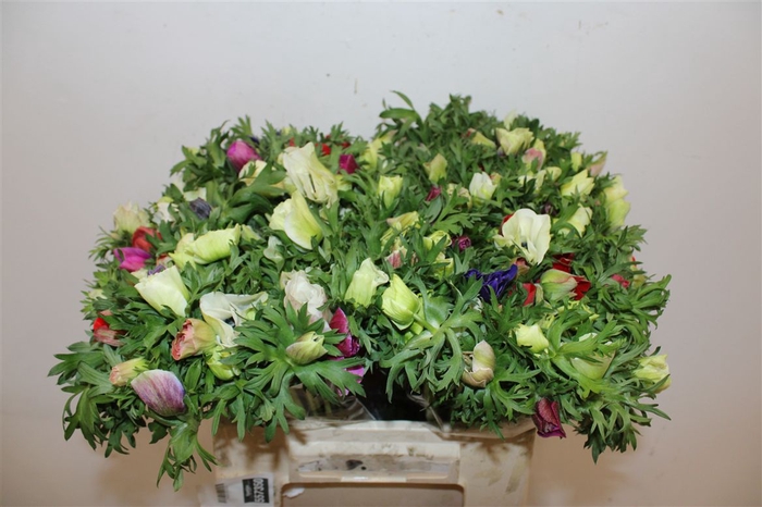 <h4>Anem Marianne Mixed</h4>