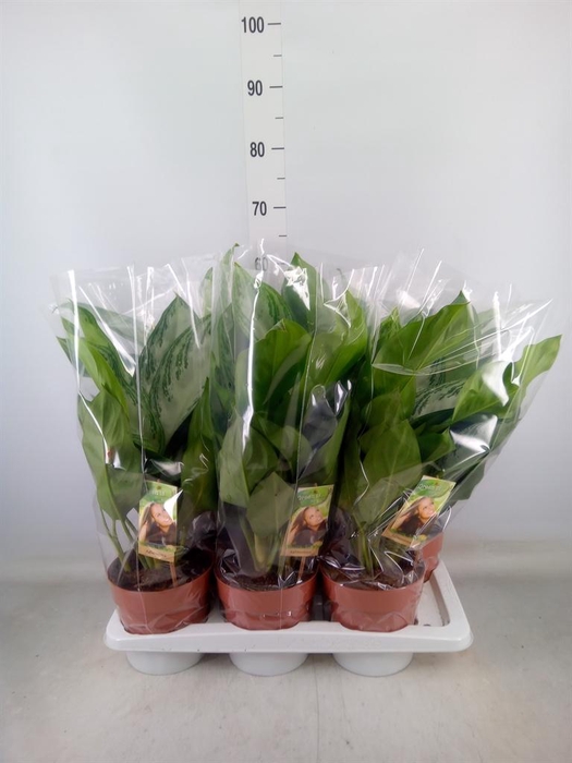 <h4>Aglaonema  'Silver Bay'</h4>