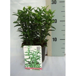 Euonymus japonicus 'Microphyllus'