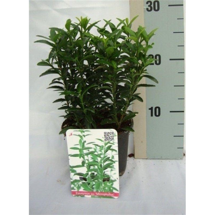 <h4>Euonymus japonicus 'Microphyllus'</h4>