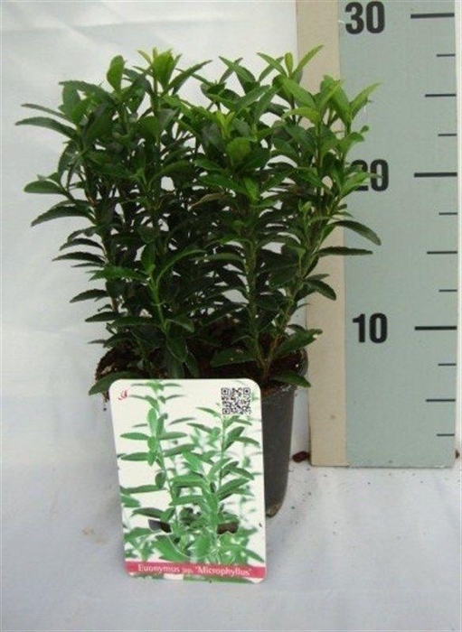 <h4>Euonymus japonicus 'Microphyllus'</h4>