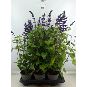 Salvia   ...