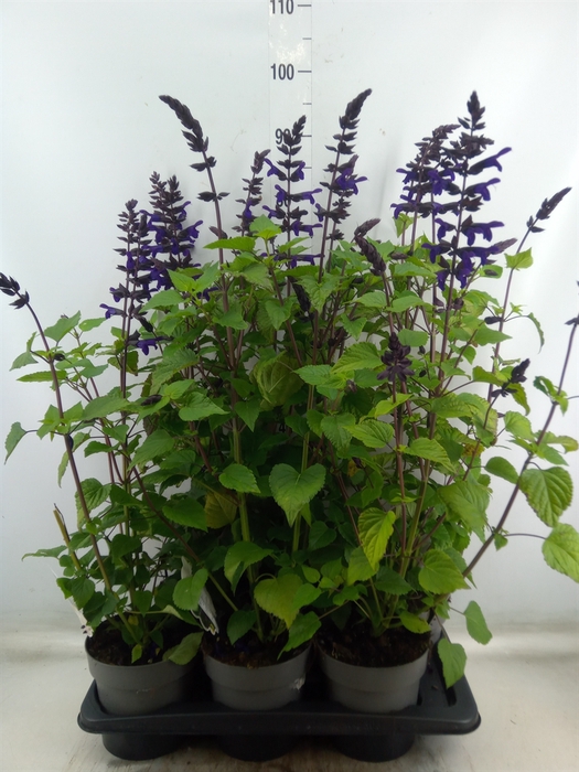 <h4>Salvia   ...</h4>
