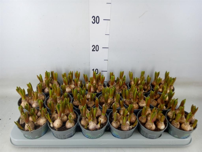 <h4>Muscari  'Mountain Lady'</h4>