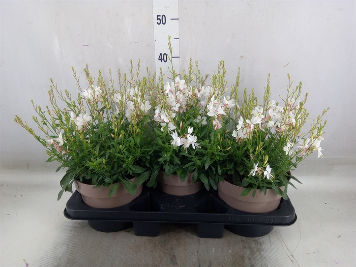 <h4>Gaura lindheimeri 'Gaudi Rose'</h4>