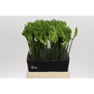 Ornithogalum Thyrsoides BIG WHITE