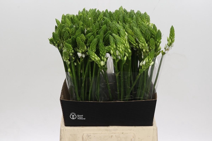 <h4>Ornithogalum Thyrsoides</h4>