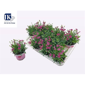 DIANTHUS PINK KISSES P12