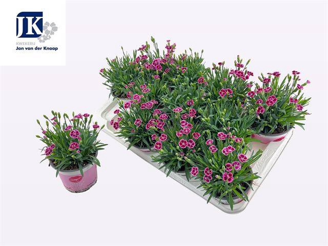 <h4>DIANTHUS PINK KISSES P12</h4>