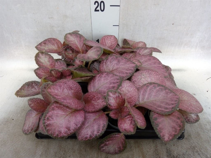 <h4>Episcia   ...</h4>