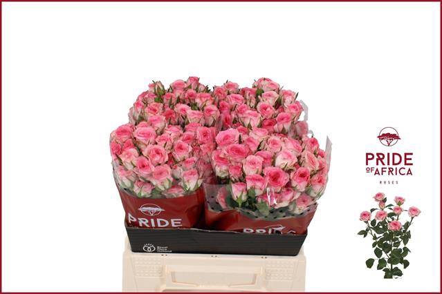 <h4>Rosa spray tralala</h4>