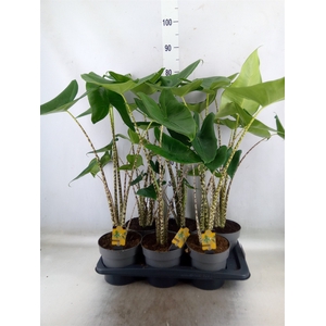Alocasia zebrina