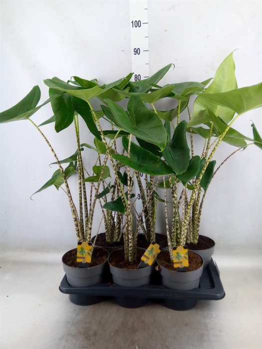 <h4>Alocasia zebrina</h4>