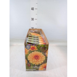 Dahlia   ...flowerbulbs